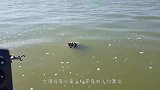海上漂浮着不明生物，男子靠近看清后，果断将其打捞上岸！