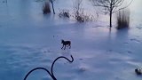 冰天雪地，狗狗在雪地上跑，留下许多脚印