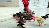 这是鸡的什么品种长成这样，也真够随心所欲了！