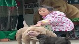 恶霸犬好不容易陪儿子晒会太阳，熊孩子老捣乱，恶霸犬都无奈了！