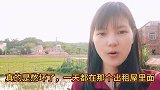 过不了李子柒仙境一般的生活，回农村过田园生活也是不错的选择