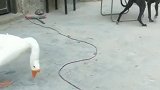 大鹅：走开点，离我爷爷远一点！