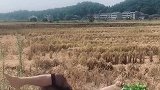 小姐姐活干完了，躺在草地上休息会！