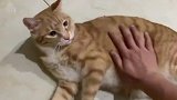 在橘猫不愿意的情况下强行撸猫会有什么后果小心它表演百米跨栏