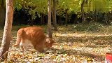 天真无邪的小猫咪，飞身捉虫，乐此不疲！