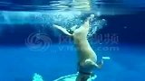 帅气跳水狗水下捡飞碟