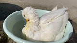 柯尔鸭被小鸟抢食，“鸭脾气”瞬间暴怒