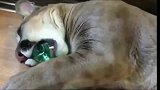 小两口养了一只狮当做宠物,乖巧听话可爱大猫招人喜欢