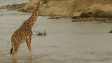 动物世界：鳄鱼发现一群野狗在喝水，冲上来才知道中了圈套！