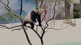 你见过这么闹腾的熊猫吗？嗨了嗨了，最后摔下去的一刻我笑疯了！
