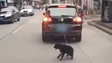 太残忍！广东一车主街头虐狗 小狗被绑车后拖行奄奄一息