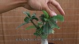夏季养沙漠玫瑰，要点就5个，全做好了长势暴增