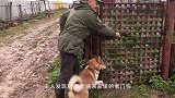 300斤野猪闯入农户后院，看门狗出场，一招将其制服！