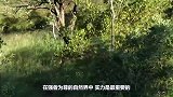 为了一块肉，雄狮就一口咬断了母狮的脊梁骨！真爱何在？