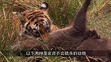 百兽之王也有自己的原则，再饿也不杀这两种动物，看完令人敬佩！