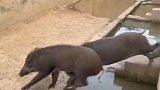 这真是野猪，不知道以为是马群呢！