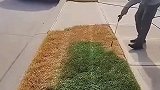 草坪也能造假，我都不敢相信