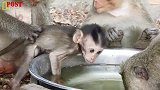 小奶猴开心玩耍，被一只坏猴子这么欺负真是过分，太讨厌了