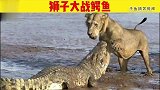 狮子大战鳄鱼，两名顶级掠食者的王者之战，究竟谁更胜一筹呢？