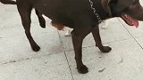 狗子：咱妈没奶，只好吃你的了！