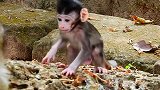 可爱的猴宝宝看起来会爱上单身汉猴子！