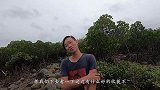 听说红树林有很多老螃蟹，阿壮带上夹子一路连抓，太爽了