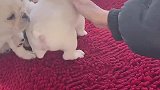 气的直喊啊爸