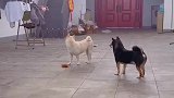 狗狗偷吃红薯不成，巧妙掩饰尴尬，没有一个多余的假动作
