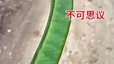 超级大豆角，太不可思议了