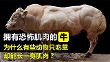 谁说吃素就不长肌肉，让牛来告诉你肌肉是如何长成的。