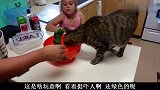 好奇的喵星人，被吓一跳，汪星人果断安慰