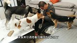 狗狗竟不认识出差回家的男主了！吓得他赶紧拿出零食，结局太逗了