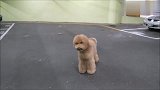 地下车库，小狗狗乖乖地等候麻麻把车开出来