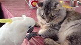 从未见过如此手欠的鹦鹉，猫老大太能忍了!
