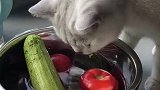 猫：这黄瓜不错，我来咬两口！