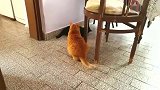 黑猫总是招惹橘猫，橘猫忍无可忍，最后把黑猫胖揍了一顿