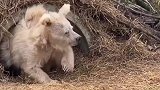 北极熊结束冬眠后第一天