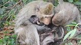 猴妈抱着刚出生的小猴去洗澡，把小猴子冻得奄奄一息猴妈心痛死了
