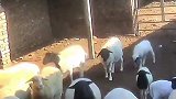 两头公羊在圈里爆发战斗。寻思它俩只是较量一下
