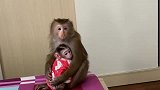 看看聪明的大猴子抱小猴子手势 ，像极了人类，太可爱了！