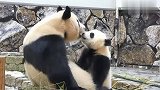 大熊猫睡觉流口水,熊猫宝宝在一旁舔口水吃!太搞笑了!