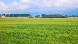 青海门源花海
