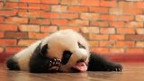 小熊猫在地板上趴着起不来，模样十分的可爱