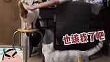 猫咪也会争风吃醋，嫉妒使猫面目全非