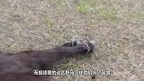 马儿不慎陷入沼泽无法抽身，结果它的主人做法让人感动