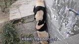 两只熊猫不停地打闹，熊猫举动十分蠢萌，令游客哭笑不得