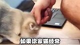 现在知道猫是怎么区别你和陌生人了吗