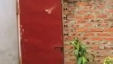 小奶狗, 就这墙还想困住我