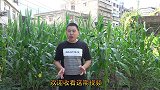 超小厨进城喝喜酒，顺便买个牛头47斤，烧皮就用2小时，真费劲