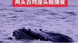 深海座头鲸瞬间出水捕食，重达吨一口吨，场面十分壮观